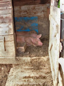 Glückliche Schweine, Foto: by_alf loidl_pixelio.de