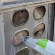 Für Mitleid und Tierliebe angezeigt – Anita Krajnc gab durstigen Schweinen Wasser