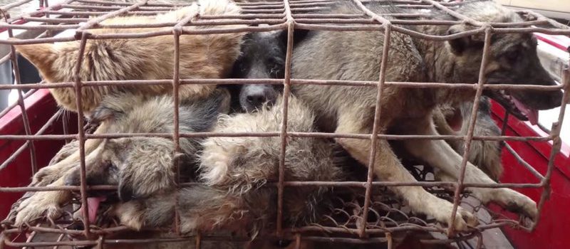 BITTE UNTERZEICHNEN UND TEILEN – Gegen Hundefolter- und schlachtfest in China