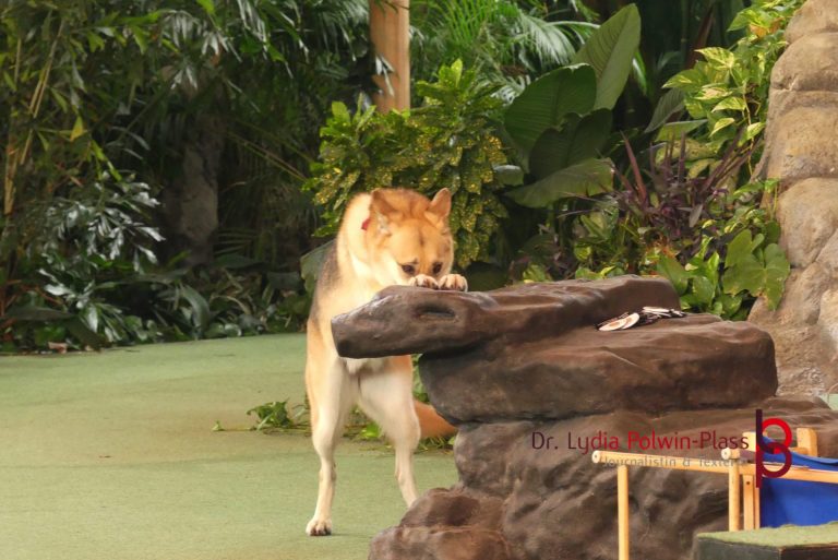 Universal Studios Tiere © Polwin-Plass_ Orlando © Polwin-Plass_80295