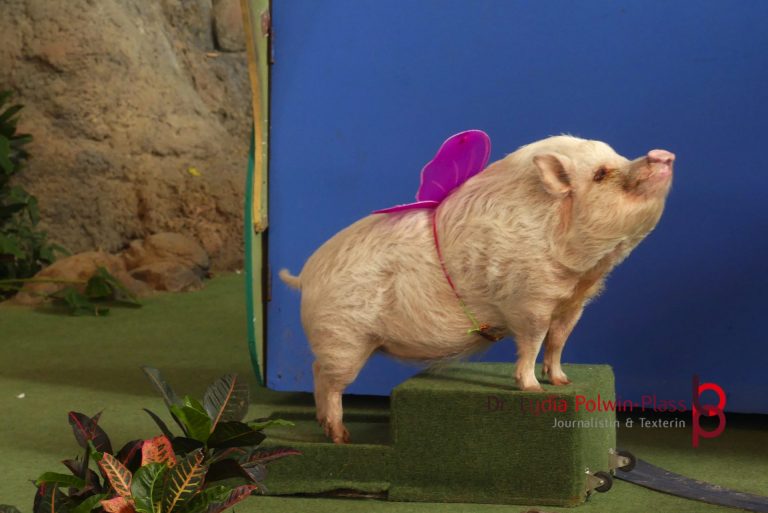 Universal Studios Tiere © Polwin-Plass_ Orlando © Polwin-Plass_80307