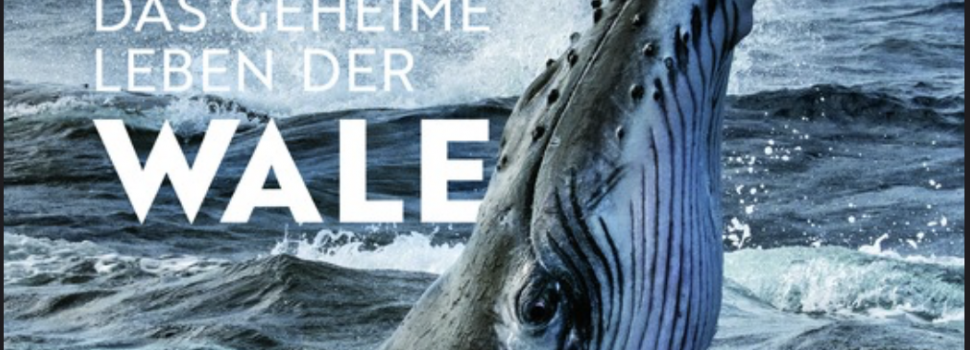 Das geheime Leben der Wale – National Geographic – Brian Skerry